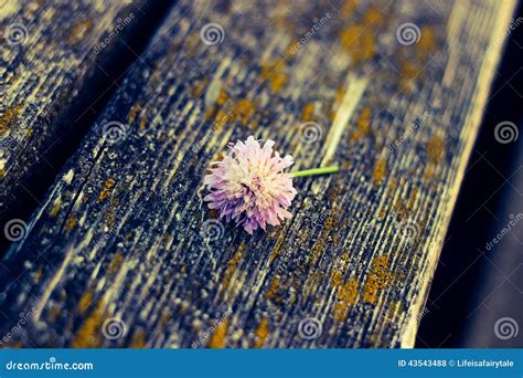 Flower Wood Stock Photo Image Of Nature Flower Table 43543488