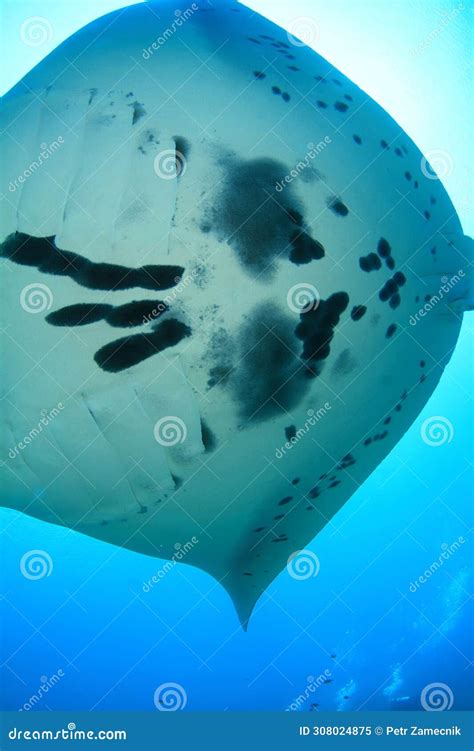 Detail of Belly of Giant Oceanic Manta Ray Stock Image - Image of ...