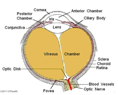 Uveitis Flashcards Quizlet