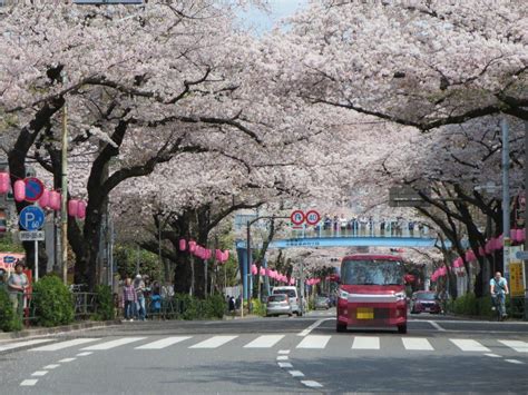 【2023賞櫻攻略】東京4大隱藏版賞櫻景點攻略！東京鐵塔櫻花絕景晴空塔附近櫻花公園 野營日本 Livelaughtravel