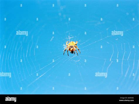 Spiders Web Spider On Its Web Stock Photo Alamy