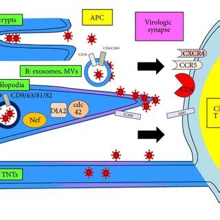 Apc Crypts Exosomes Microvesicles Mvs Filopodia And Tunneling