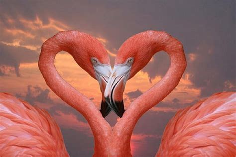 Flamingos In Love