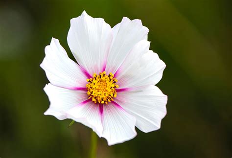 Como Plantar E Cuidar Da Flor Onze Horas Cuidando De Plantas