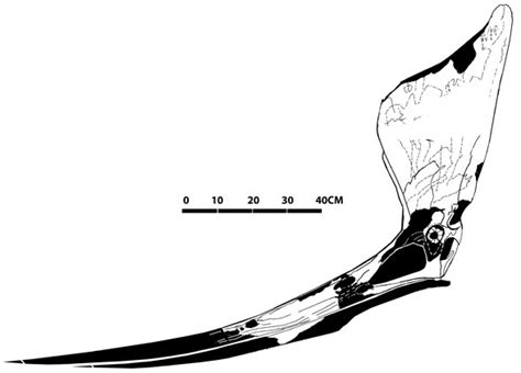 Pteranodon sternbergi FHSM VP 339