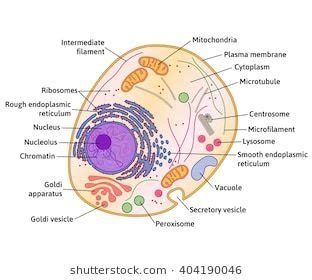 Bio Ch 3 Cell Labeling Diagram Diagram Quizlet