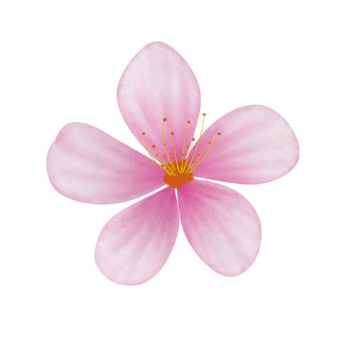 Cherry Flower Pngs For Free Download