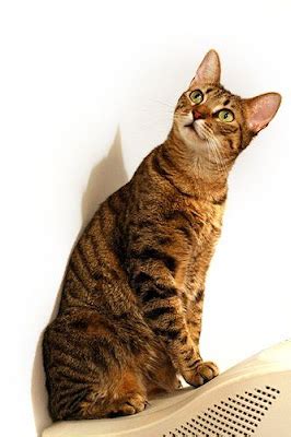 Blog About Cats: Cat Coats Tabby