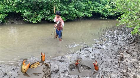 Fishing Skills Many Giant Mud Crabs Catching In Mud Sea At Mangroves