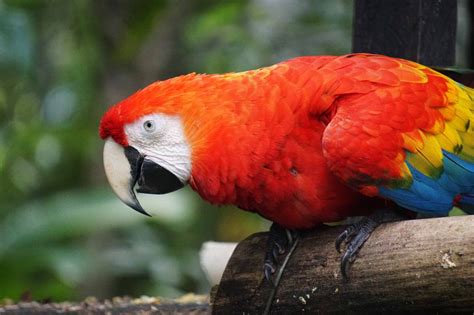 Traveling Colombia Macaw Parrot In Mocoa Colombia Macaw Parrot Lost