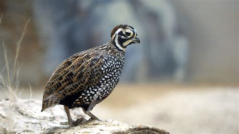 Montezuma Quail Elmwood Park Zoo