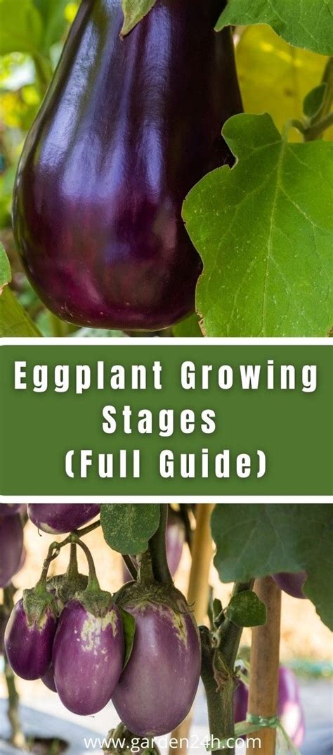 Eggplant Growing Stages Full Guide Growing Eggplant Eggplant Plant