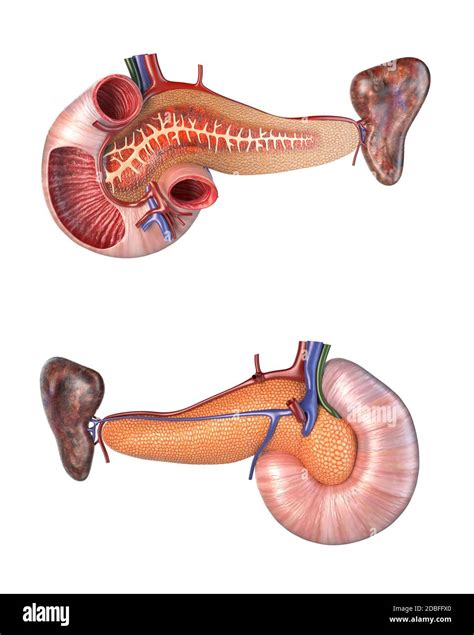 Anatomy Human Pancreas And Duodenum Cross Section Front And Back Views