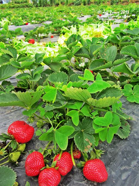 Bisayang Manlalakbay around the Philippines: Strawberry Farm at La Trinidad Benguet 2013