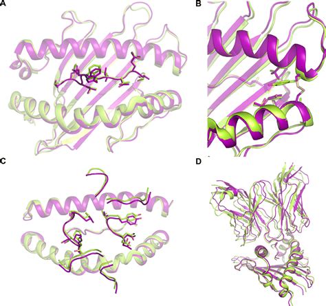 High Throughput Peptide Mhc Complex Generation And Kinetic Screenings