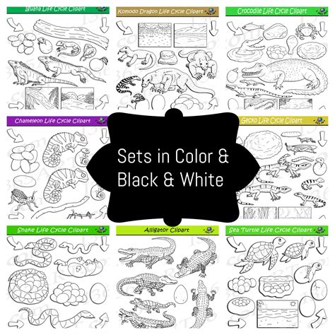 Reptiles Life Cycle Clipart Bundle 8 Sets In All Clipart 4 School