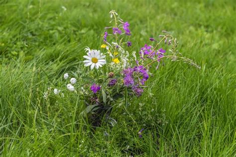 Strauß Von Wildflowers Eng Im Sommerkonzept Des Grünen Gras Stockbild