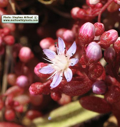 Sedum Caeruleum Azure Stonecrop The Online