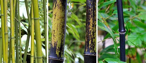 Bambu Preto Phyllostachys Nigra Flores E Folhagens