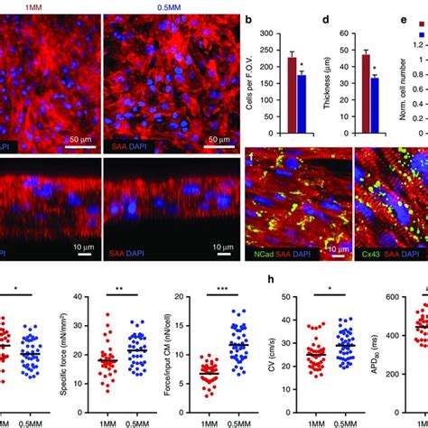 Structural Characterization And Maturation Of Hipsc Cm Cardiopatches A