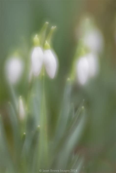 Garden Snowdrops These Snowdrops Just Coming Flickr