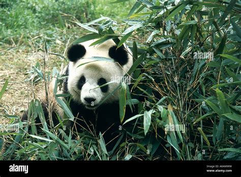 Panda China Wolong Panda Center Hi Res Stock Photography And Images Alamy