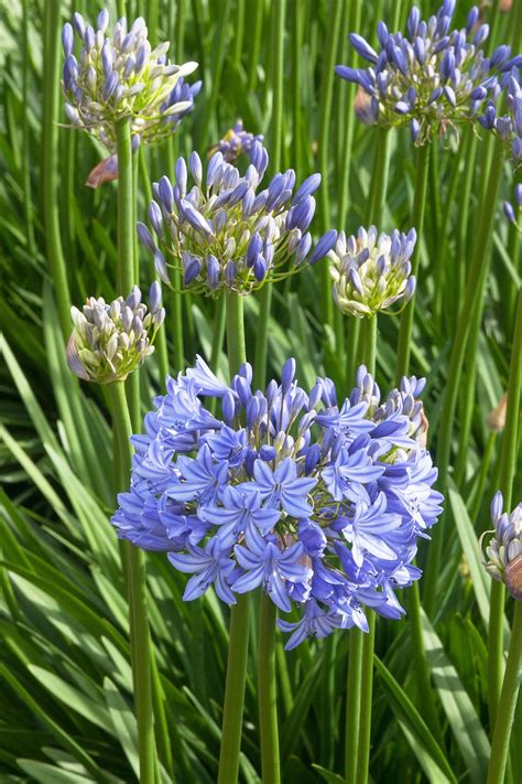 Midknight Blue Semi Dwarf Agapanthus Lily Of The Nile Etsy