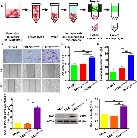 Skov3 From Ovca Tams Spheroids Show More Aggressive Pattern A Download Scientific Diagram