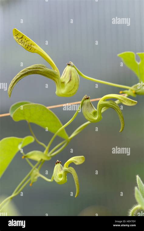 Pipevine Aristolochia Sp Fotografías E Imágenes De Alta Resolución Alamy