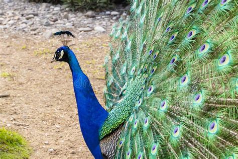 The Peacock Spread Its Beautiful Tail In The Bird S Yard The Fairy