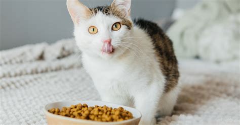 How To Stop Cat Eating Dog Food