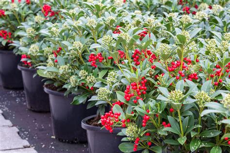 How to Identify Evergreen Shrubs? - Gardenerdy