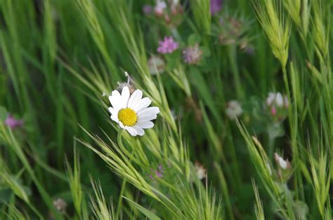 Wildflowers With White Daisy Free Stock Photo Public Domain Pictures