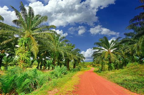 Perkebunan Kelapa Sawit Tantangan Dan Peluang Di Era Modern