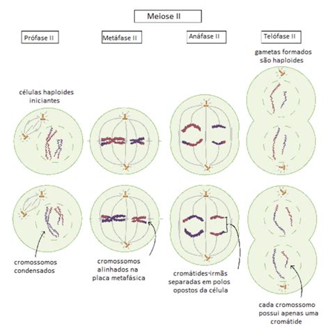 Meiose 1