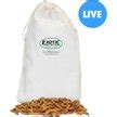 Exotic Nutrition Live Mealworms Reptile Food Giant Count Chewy