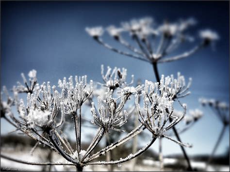 It's Mo, Myself and Eye: ~ the last days of winter~