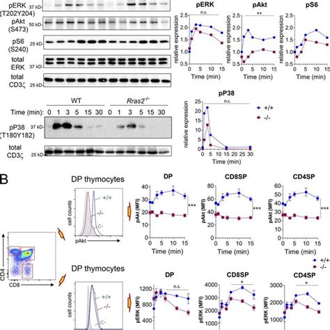 Reduced Percentage Of DP Thymocytes In Rras2 Deficient Mice A Flow