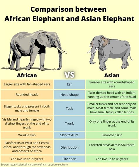 What Are The Differences Between African And Asian Elephants