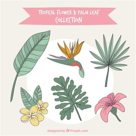 Free Vector Hand Drawn Tropical Flowers Set