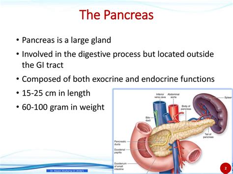 Pancreas Gland Function