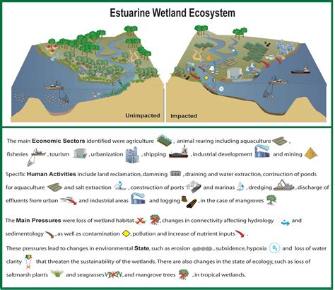 Frontiers Anthropogenic Direct Pressures On Coastal Wetlands