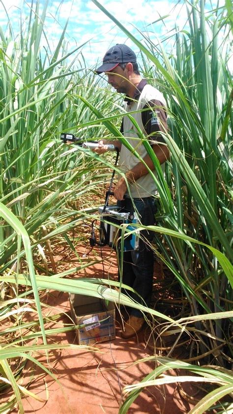 Estudo da Unesp Botucatu avalia eficiência da cana de açúcar para gerar