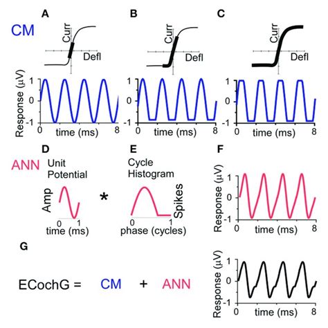 Compound Action Potential Of The Auditory Nerve In Control And Download Scientific Diagram