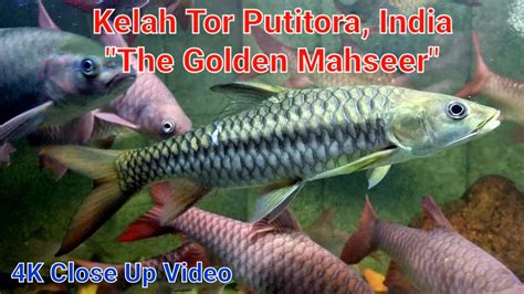 4k Close Up Video Ep 3 Ikan Kelah Tor Putitora India The Golden