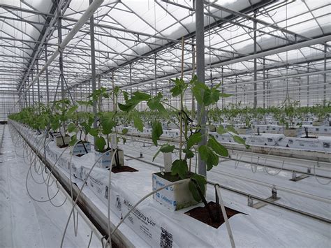 Gallery Gull Valley Greenhouses Alberta Canada