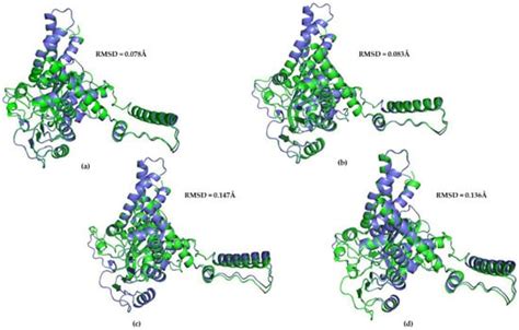 Biomolecules Free Full Text Structural Evolution Of Primate