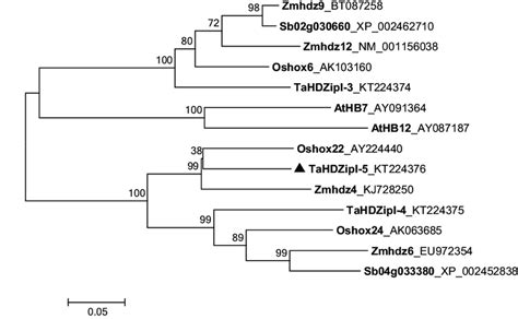 A Rectangular Phylogenetic Tree Displaying The Evolutionary