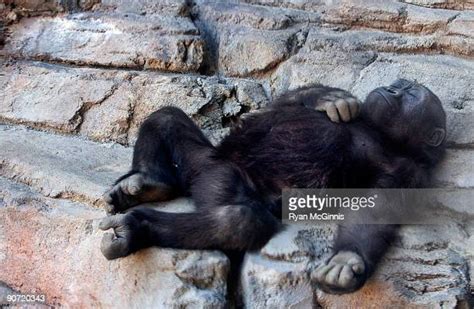 Sleeping Baby Gorilla Photos and Premium High Res Pictures - Getty Images