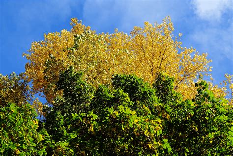 Yellow And Green Tree Rautumn